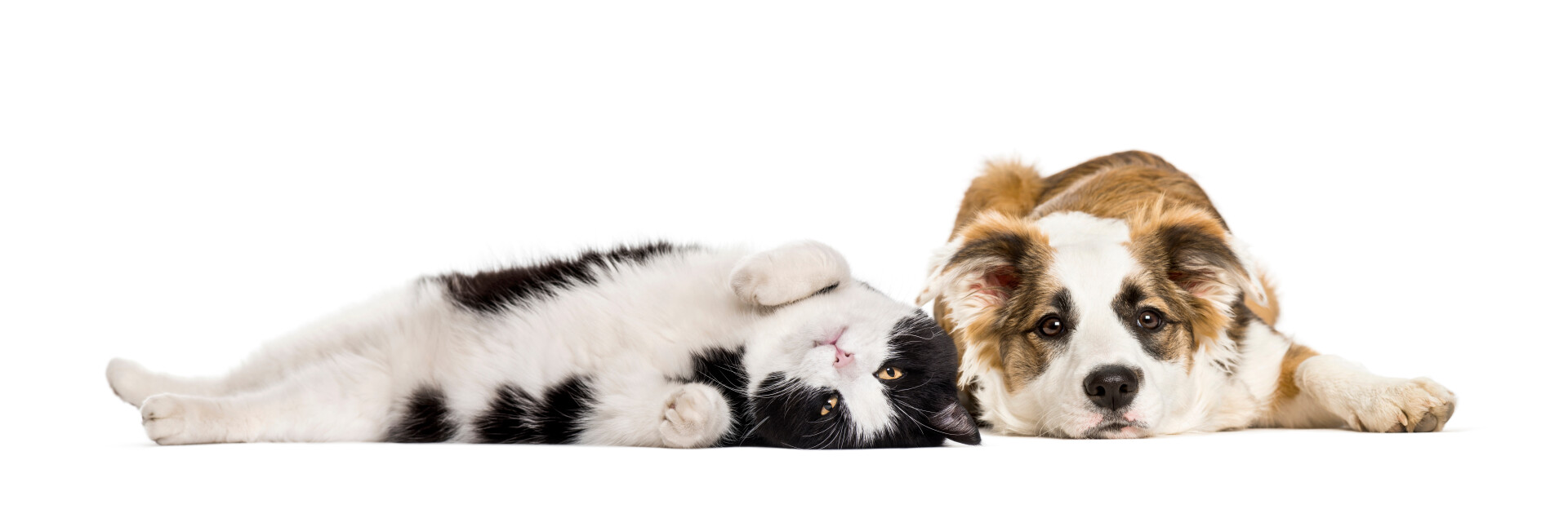 Pets (5)